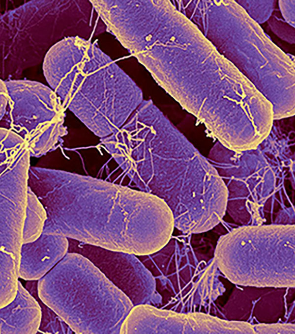 https://foodlab.com.mk/wp-content/uploads/2021/11/bacteria-o.jpg